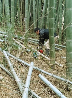 竹 伐採