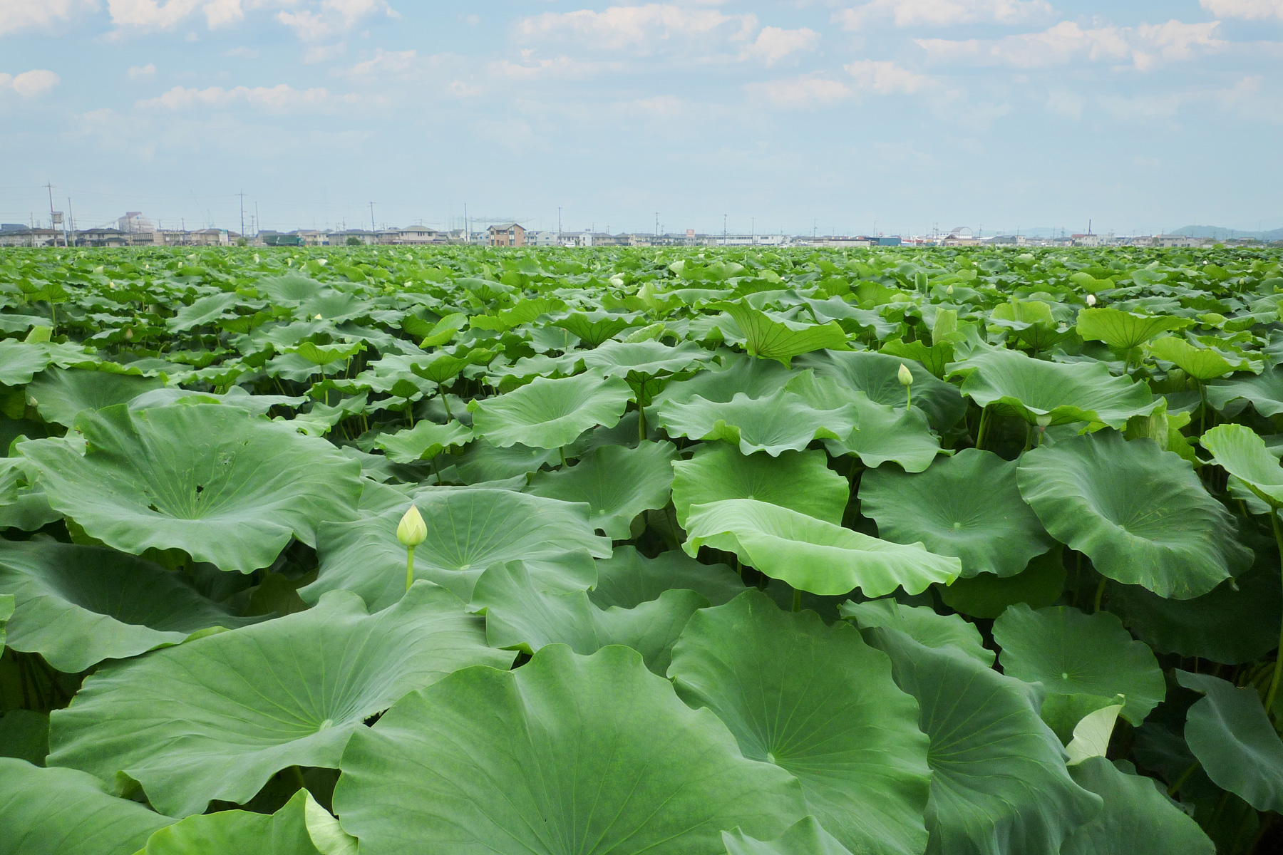 見渡す限りに広がる、連島地区のレンコン畑