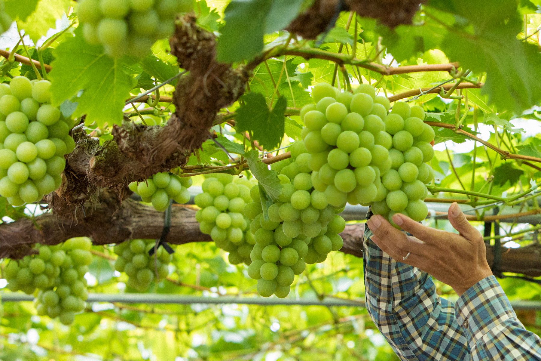 船穂のマスカット・オブ・アレキサンドリア