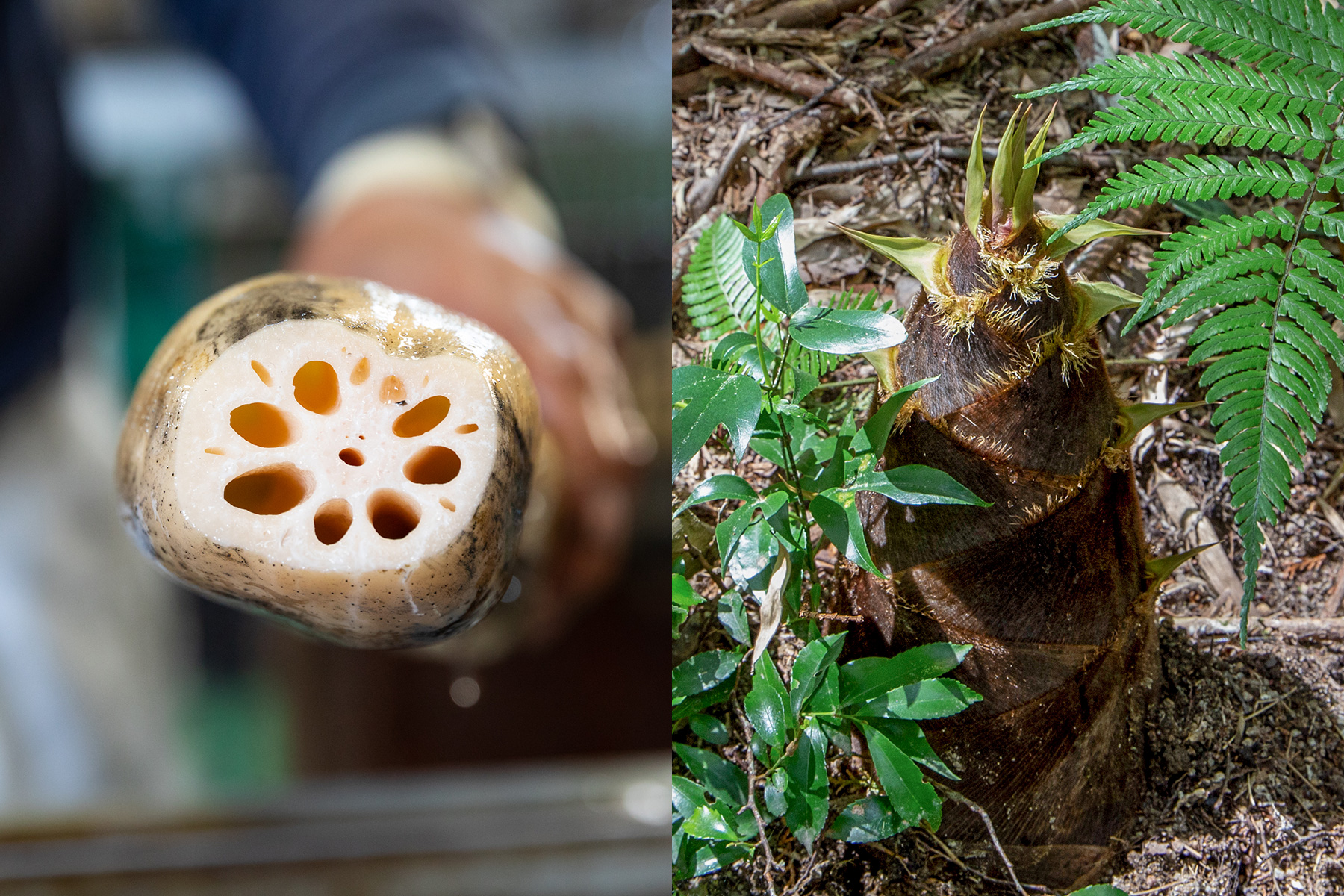 連島の「ごぼう」真備の「筍」