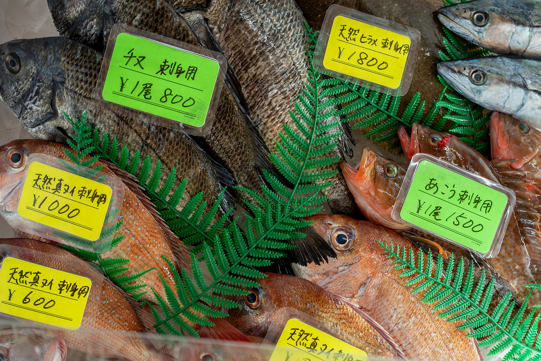 瀬戸内海の新鮮な魚介