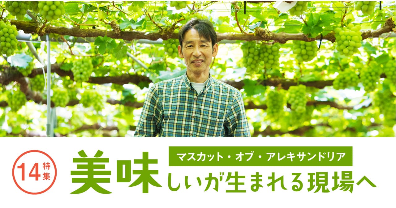特集14 マスカット・オブ・アレキサンドリア／美味しいが生まれる現場へ1