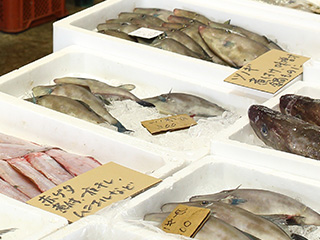 鮮魚市場に並ぶ瀬戸内海の魚介