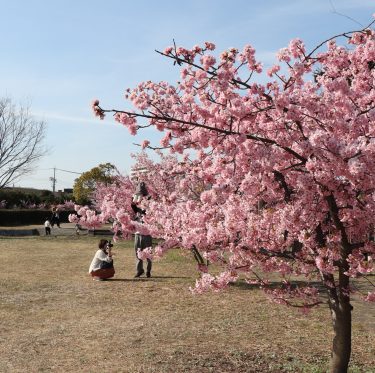 倉敷川沿いの河津桜が満開です（2019年） 1-2