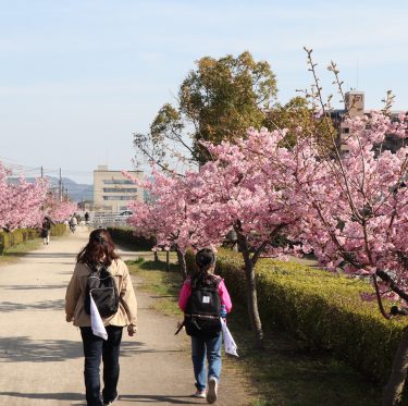 倉敷川沿いの河津桜が満開です（2019年） 1-3