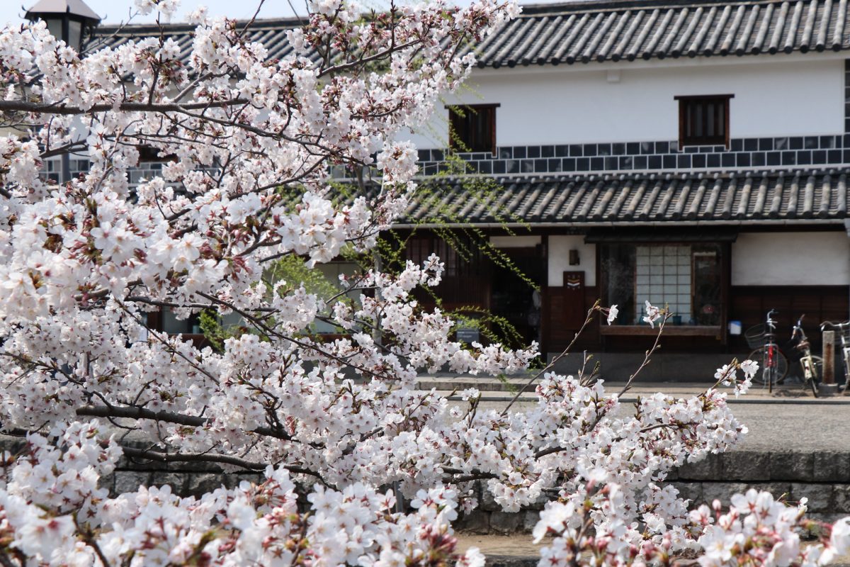 美観地区の桜 平成３１年 4月６日　