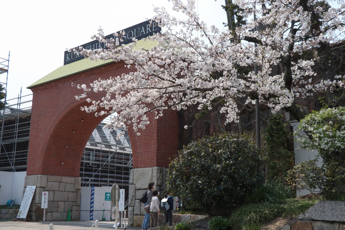 美観地区の桜 平成３１年 4月６日　