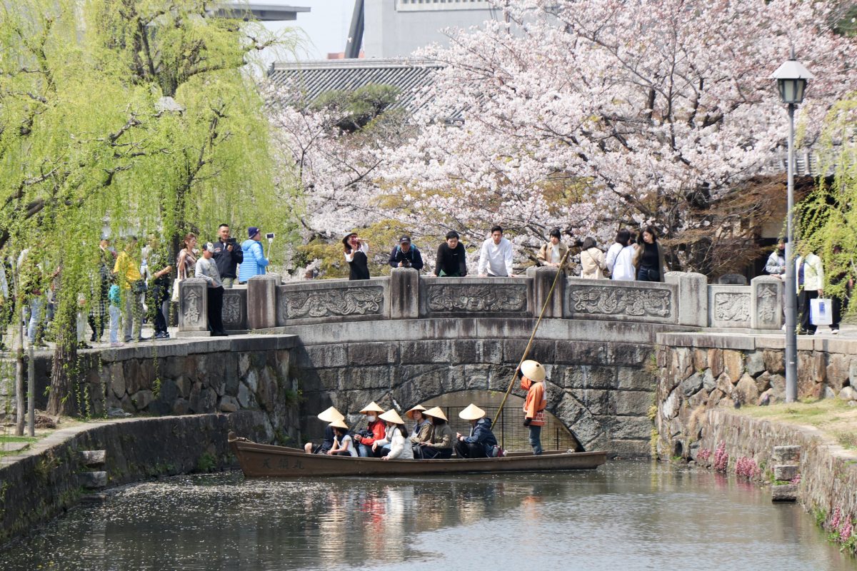美観地区の桜 平成３１年 4月６日　