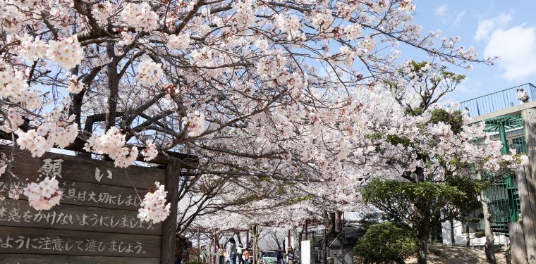 種松山の桜（令和２年４月５日） 1-1