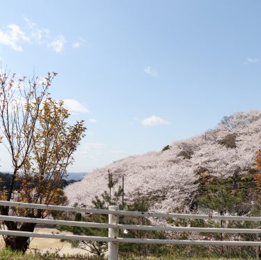 種松山の桜（令和２年４月５日） 1-3