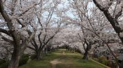 酒津公園の桜(令和４年４日２日)