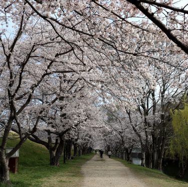 酒津公園の桜(令和４年４日２日) 2-2