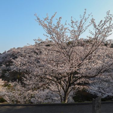 種松山公園西園地の桜（令和5年3月30日） 2-3