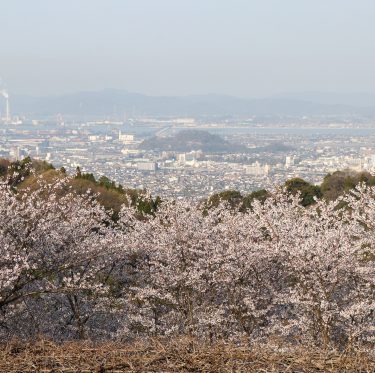 種松山公園西園地の桜（令和5年3月30日） 2-2