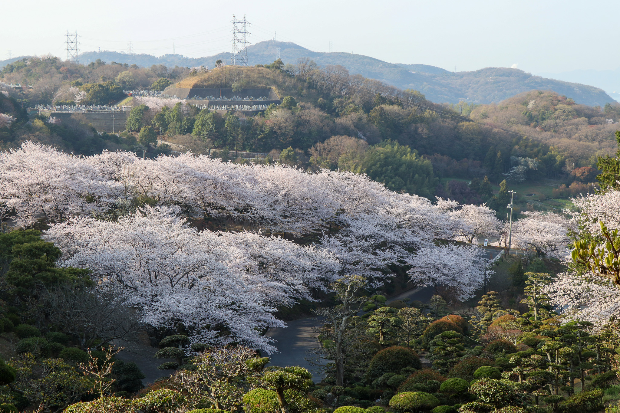 種松山公園西園地の桜（令和5年3月30日） – クラシキ文華