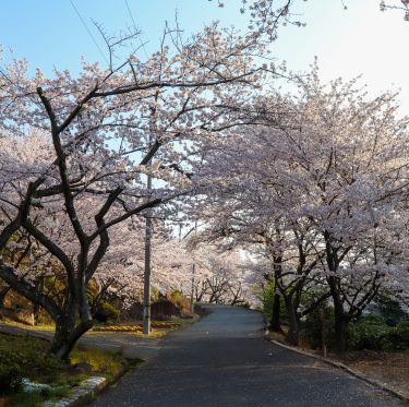 種松山公園西園地の桜（令和5年3月30日） 1-2