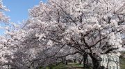 酒津公園の桜（令和5年4月1日）
