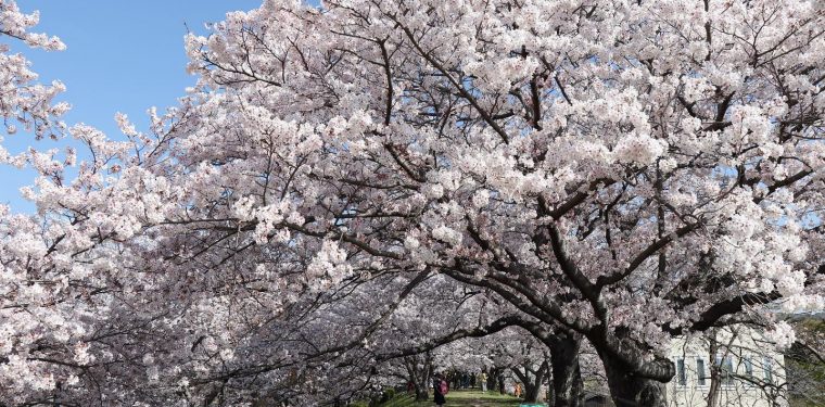酒津公園の桜（令和5年4月1日）