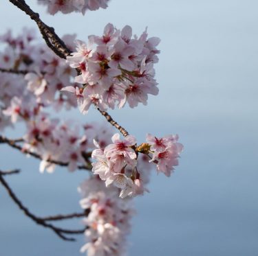 酒津公園の桜（令和5年4月1日） 2-3