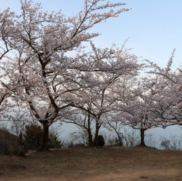 王子が岳レストハウスからの桜(令和5年3月30日) 1-3