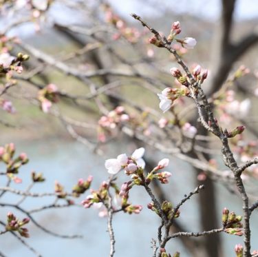3月30日酒津公園の桜　まだまだ蕾（2024年） 2-1