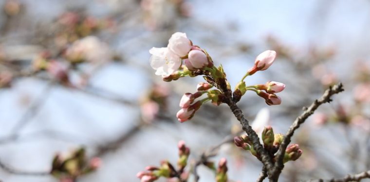 3月30日酒津公園の桜　まだまだ蕾（2024年）