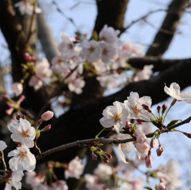 3月31日美観地区の桜　咲き始めてます（2024年） 3-2
