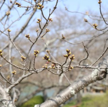3月30日酒津公園の桜　まだまだ蕾（2024年） 2-2