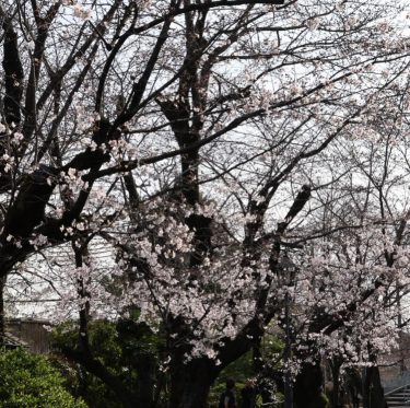3月31日美観地区の桜　咲き始めてます（2024年） 3-1