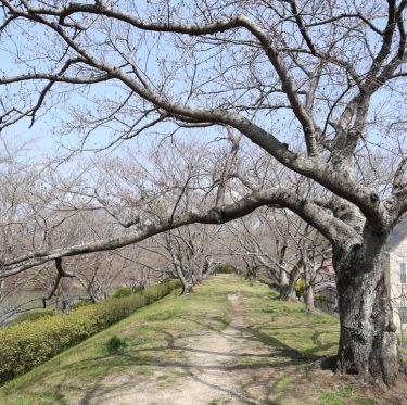 3月30日酒津公園の桜　まだまだ蕾（2024年） 1-3