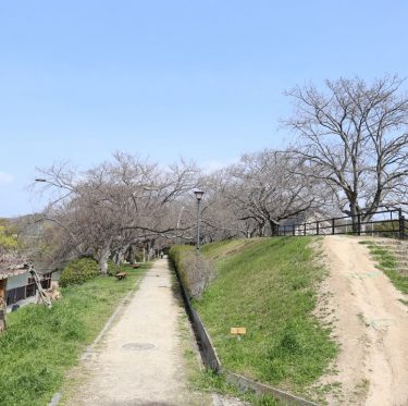3月30日酒津公園の桜　まだまだ蕾（2024年） 1-2