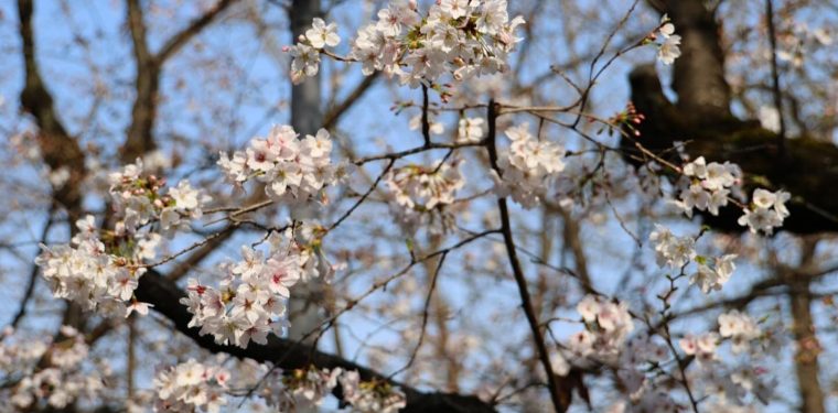 3月31日美観地区の桜　咲き始めてます（2024年）