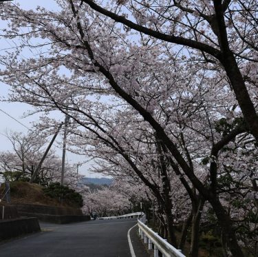 4月6日種松山公園西園地の桜（2024年） 2-3