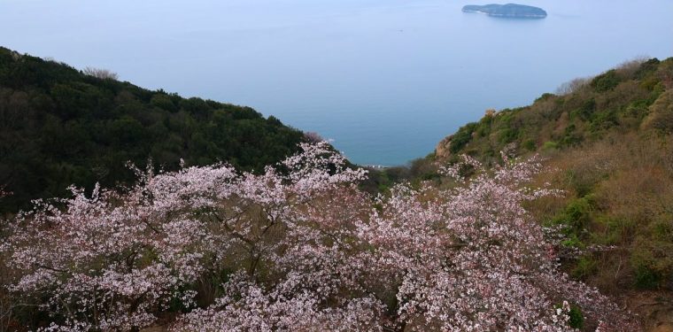 4月6日王子が岳レストハウス前の桜（2024年）