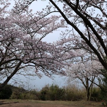 4月6日王子が岳レストハウス前の桜（2024年） 2-4