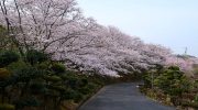 4月6日種松山公園西園地の桜（2024年）