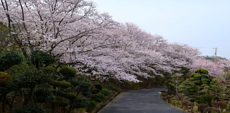 4月6日種松山公園西園地の桜（2024年） 1-1
