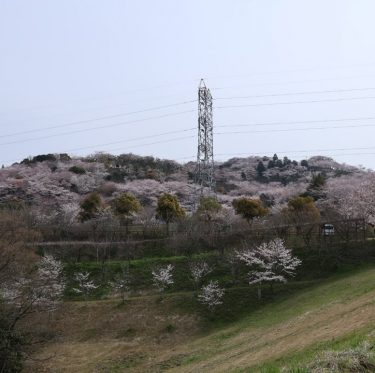 4月6日種松山公園西園地の桜（2024年） 1-2