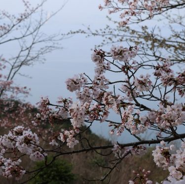 4月6日王子が岳レストハウス前の桜（2024年） 2-3