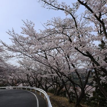 4月6日種松山公園西園地の桜（2024年） 2-2