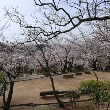 4月6日種松山公園西園地の桜（2024年） 2-4