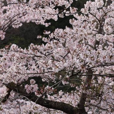 4月6日種松山公園西園地の桜（2024年） 1-3