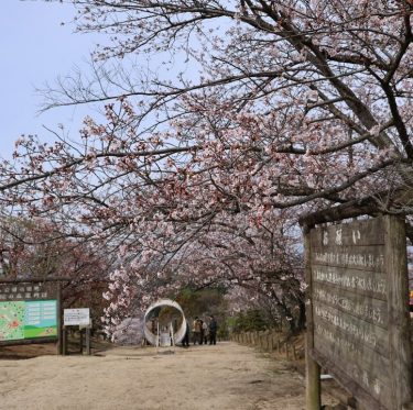 4月6日種松山公園西園地の桜（2024年） 3-2