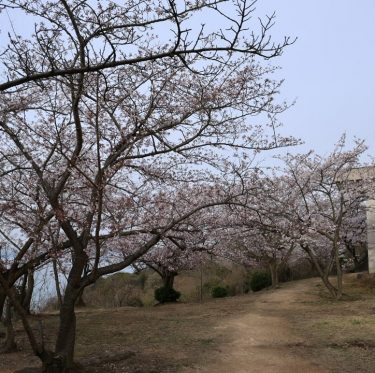 4月6日王子が岳レストハウス前の桜（2024年） 2-2