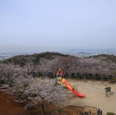 4月6日種松山公園西園地の桜（2024年） 3-1