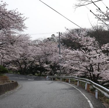 4月6日種松山公園西園地の桜（2024年） 2-1