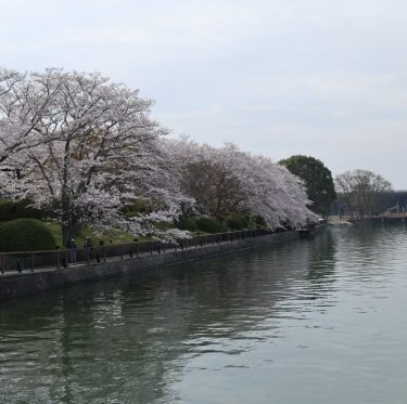 4月7日酒津公園の桜　見頃（2024年） 2-1