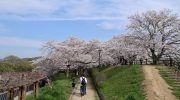 4月7日酒津公園の桜　見頃（2024年）