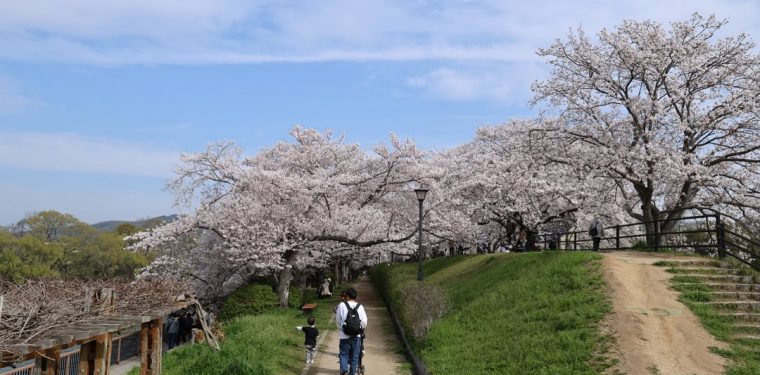 4月7日酒津公園の桜　見頃（2024年）