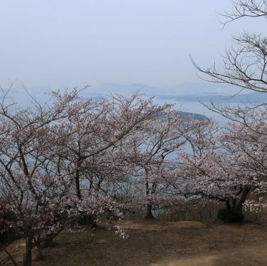 4月6日王子が岳レストハウス前の桜（2024年） 2-1